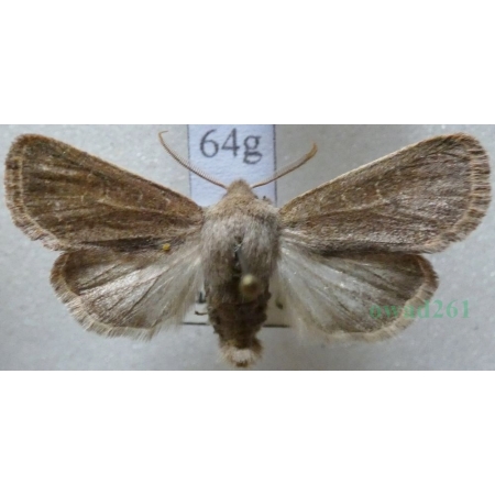 Dioszeghyana schmidtii (Diöszeghy, 1935) male Slovakia64g